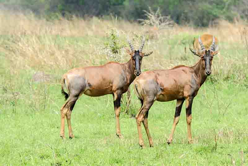 Antílope Topi - parque nacional Queen Elizabeth - Uganda 4.jpg